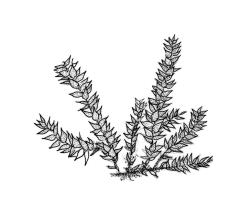 Rhynchostegium muriculatum,  habit. Drawn from A.J. Fife 7919, CHR 106584.
 Image: R.C. Wagstaff © Landcare Research 2019 CC BY 3.0 NZ